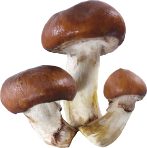 Mushroom PNG image-3209